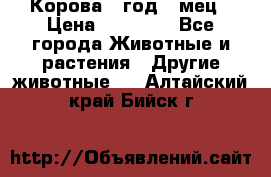 Корова 1 год 4 мец › Цена ­ 27 000 - Все города Животные и растения » Другие животные   . Алтайский край,Бийск г.